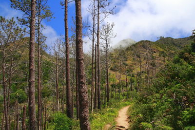 Scenic view of forest against sky