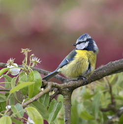 Blue tit on branch