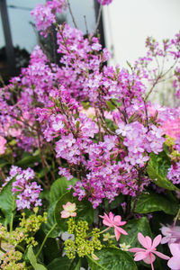 Close-up of pink flowers