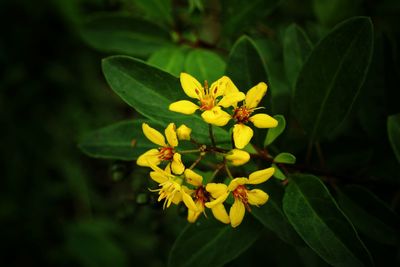 Close-up of yellow flower blooming outdoors