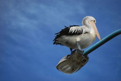 Low angle view of bird perching on blue sky