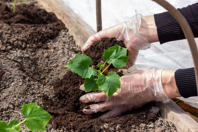 Cropped hand planting sapling