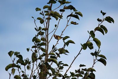 Low angle view of bird flying against clear sky