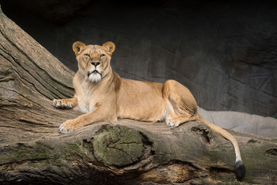 Lioness resting on fallen tree