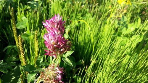 Close-up of thistle blooming outdoors