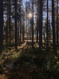 Sunlight streaming through trees in forest