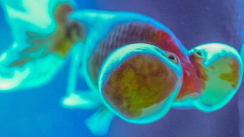 Close-up of fish underwater