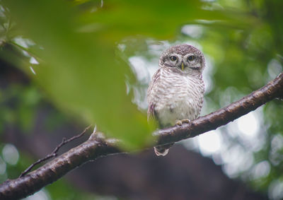 Portrait of owl perching on tree