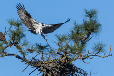 Low angle view of osprey perching on branch against clear blue sky