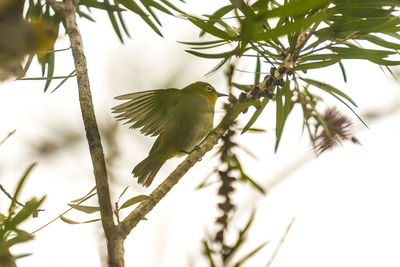 Low angle view of bird perching on branch