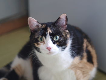 Close-up portrait of cat