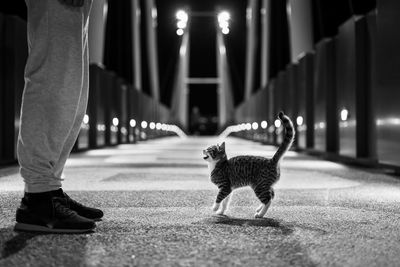 Low section of cat standing on illuminated street at night accross a man