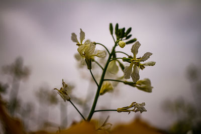 Close-up of flowering plant