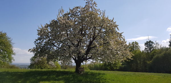 Trees growing on field against sky