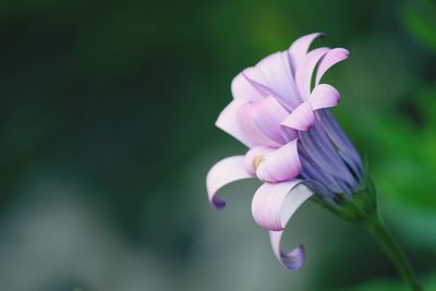 Close-up of pink flower