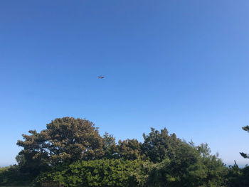 Low angle view of tree against clear blue sky
