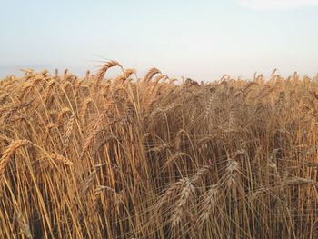 Wheat growing on agricultural field against sky