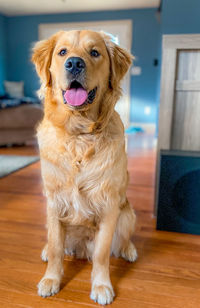 Portrait of dog looking away while sitting on floor at home