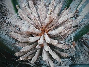 Close-up of frozen succulent plant during winter