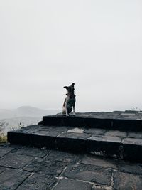 Dog sitting on wall against clear sky