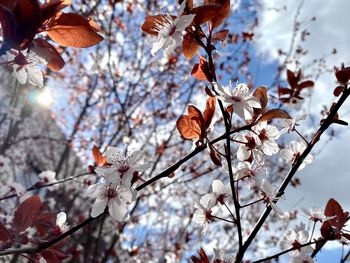 Low angle view of cherry blossoms against sky