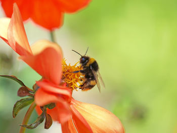Close-up of insect on flower