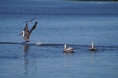 Birds in lake