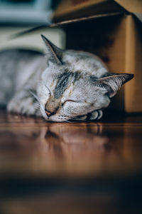 Cat sleeping