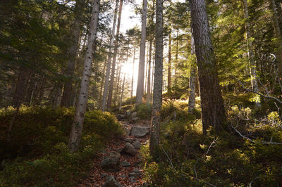 Trees in forest