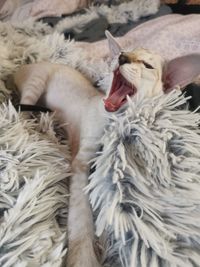 Close-up of cat yawning