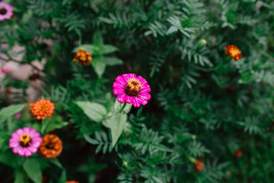 High angle view of pink flowering plant