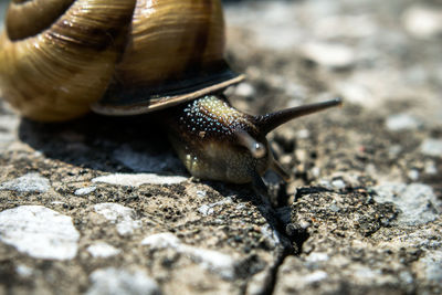 Close-up of snail