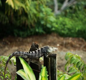 Close-up of lizard on wood