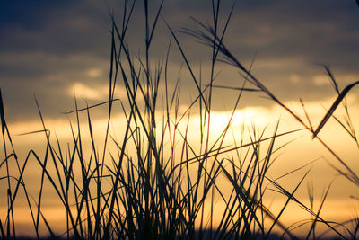 Close-up of stalks against sunset sky