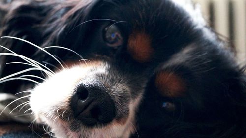 Close-up portrait of a dog