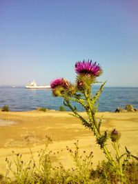 Close-up of flowers in sea