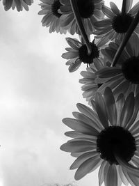 Low angle view of flowers blooming against sky