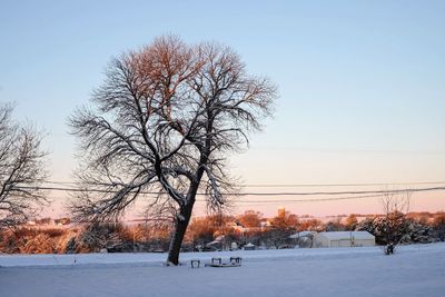 Bare trees on snow covered landscape against clear sky