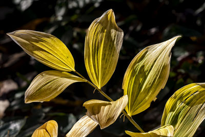 Close-up of yellow day plant