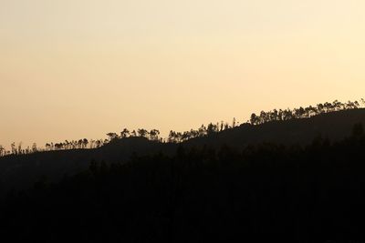 Trees against clear sky