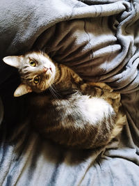 High angle view of cat lying on bed