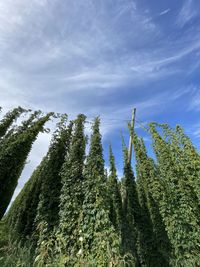 Low angle view of trees against sky