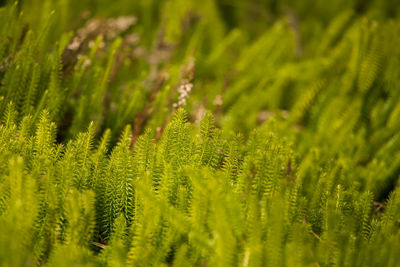 Full frame shot of pine tree