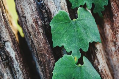 Close-up of leaf on tree trunk