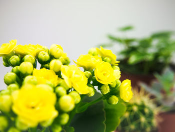 Close-up of yellow flowers