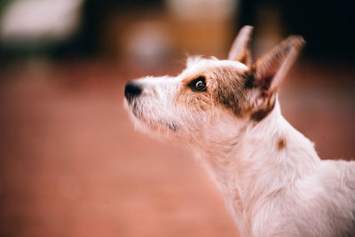 Close-up of dog