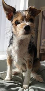 Portrait of dog sitting on bed at home