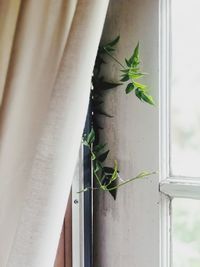 Close-up of insect on window