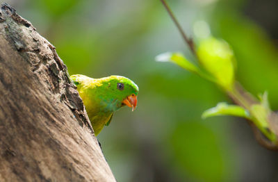 Close-up of parrot perching on tree