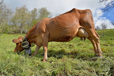 Brown dairy cow with a necklace and a bell grazing in pasture in alpine mountain